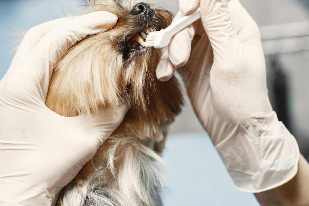 Small Hairy Dog Getting Teeth Cleaned with a Brush